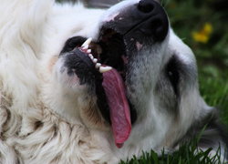 head shot of a big great pyrenese lying in the grass on his back