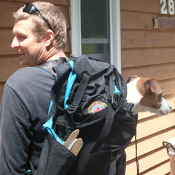 jack russell terrier in back pack going on a camping trip